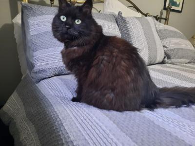 visit Shadow's profile