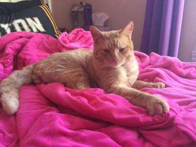 visit Lion's profile