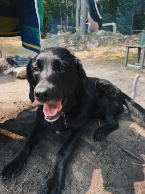 Description: Description of the pet