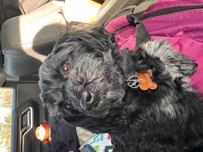 Description: Description de l'animal