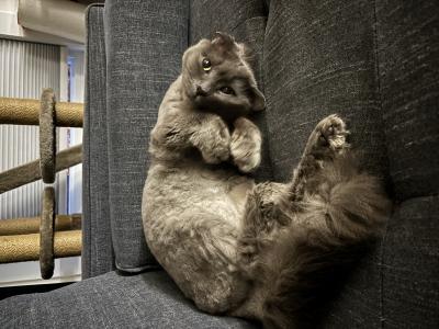 visit Pebbles Duyzer's profile