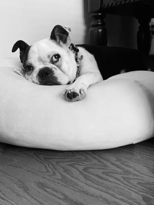 visit Gizmo's profile