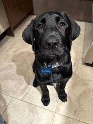 visit Tacoma's profile