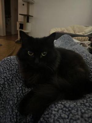 visit Kuro's profile