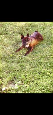 visit D-O-G Enzo's profile