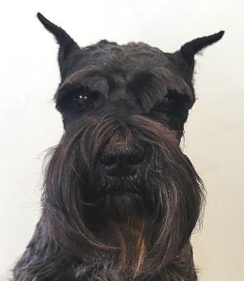 visit Archie's profile