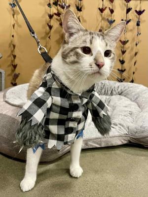 visit Link's profile