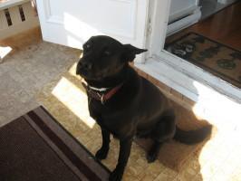 Description: Description de l'animal