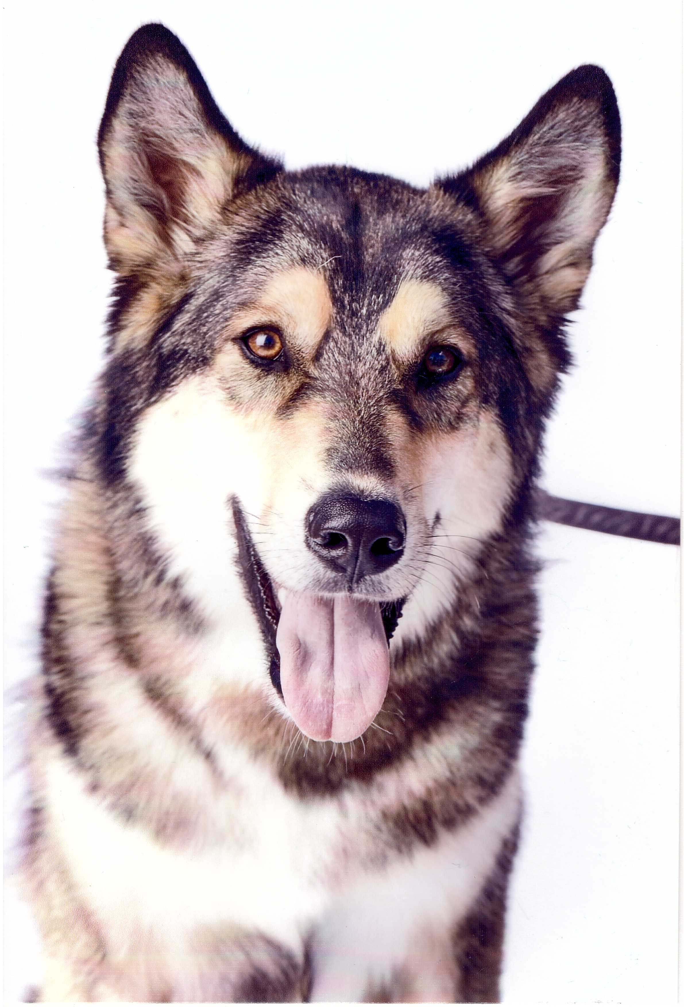 visit Tiko (pronounced Tee Ko)'s profile